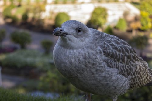 bird seagull grey