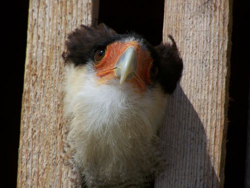 bird animal plumage