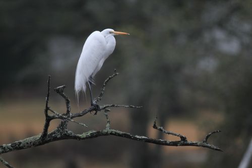 bird egret nature