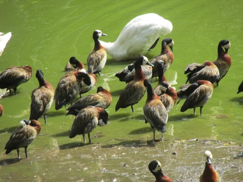 bird lake tropical birds