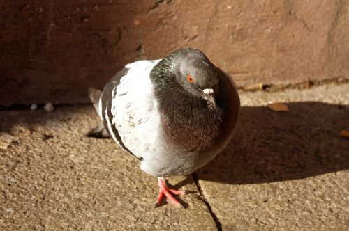 bird pigeon nature