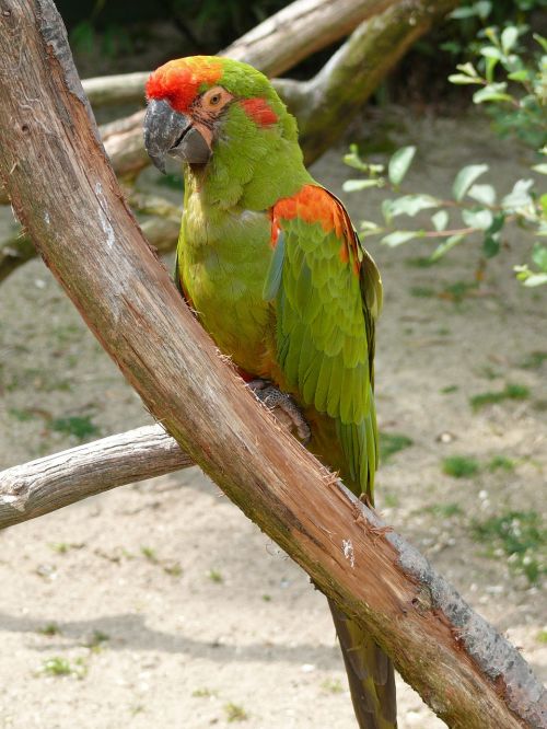 bird parrot color