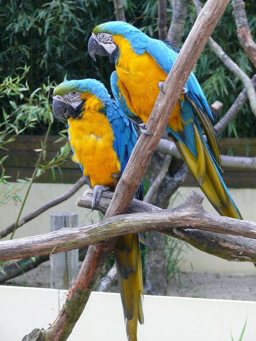 bird parrot color