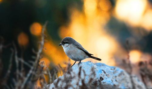 bird sparrow nature