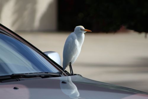 bird wildlife car