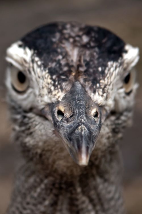 bird head portrait