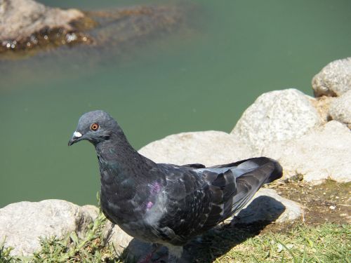 bird water pond