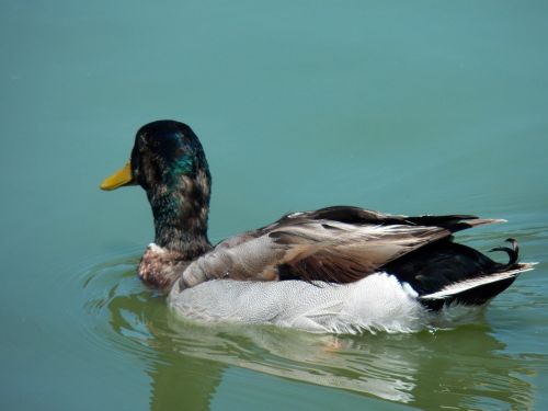 bird water pond
