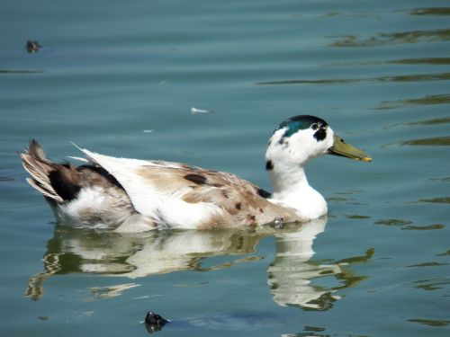 bird water pond