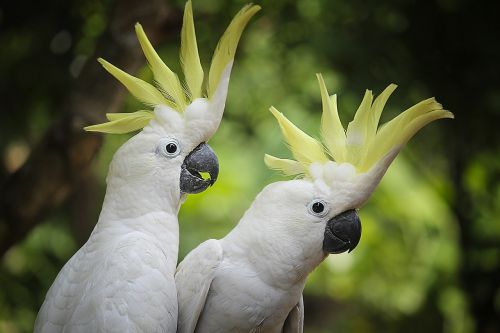 bird white parrot