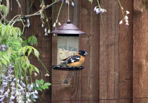 bird grosbeak wildlife