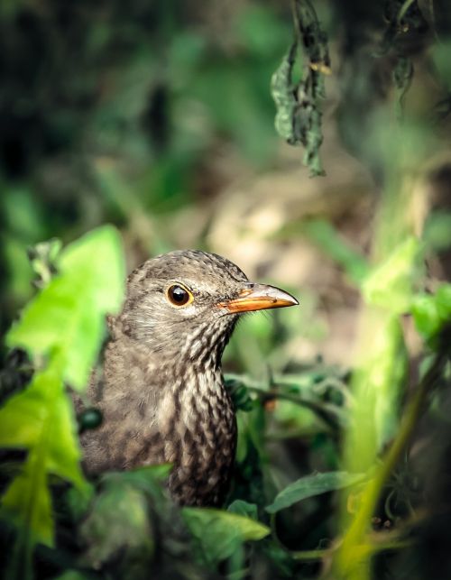 bird nature grass