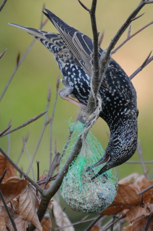 bird thrush animal