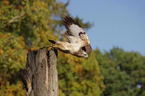 bird raptor buzzard