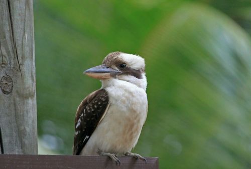 bird kookburra australia