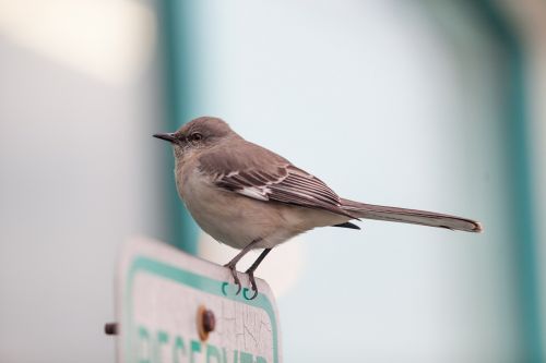 bird mocking bird outside