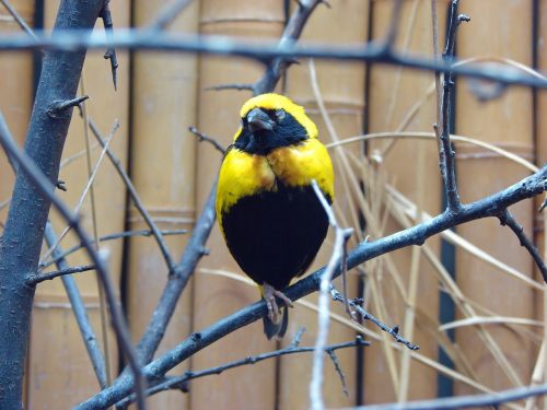 bird yellow black