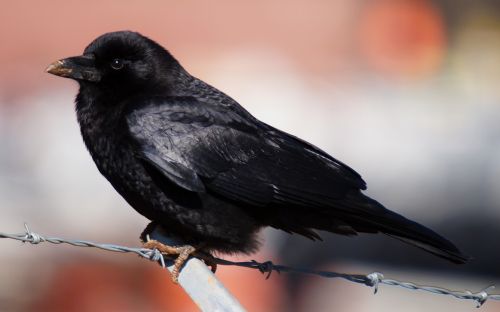 bird crow american