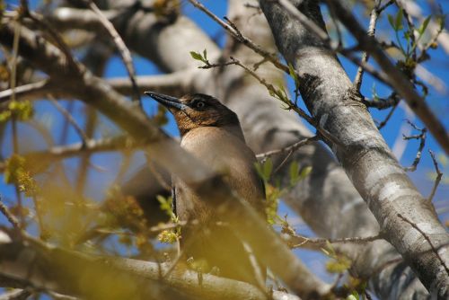 bird tree animal