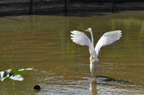 bird pond nature