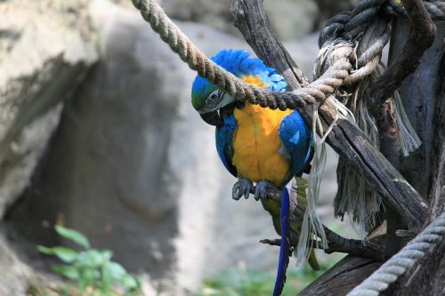 bird parrot ara