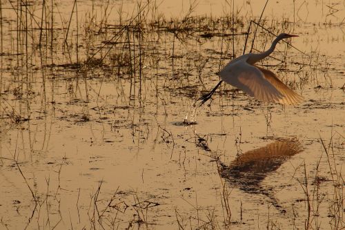 bird reflection lake