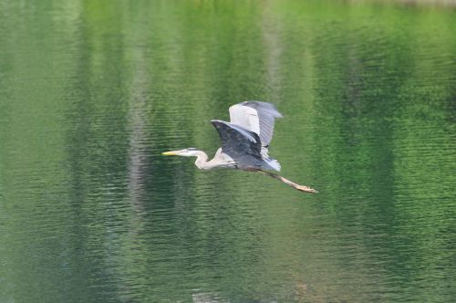 bird nature wildlife