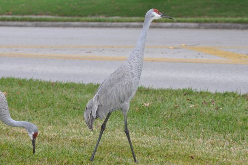 bird nature wildlife