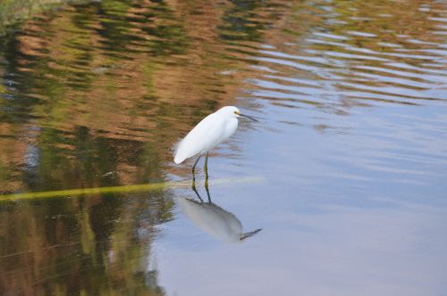 bird nature wildlife