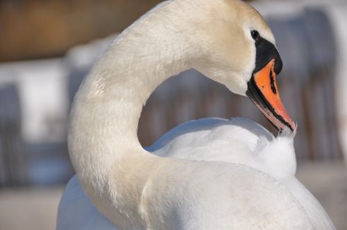 bird swan nature