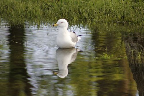 bird animal wildlife