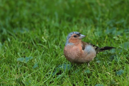 bird chaffinch songbird