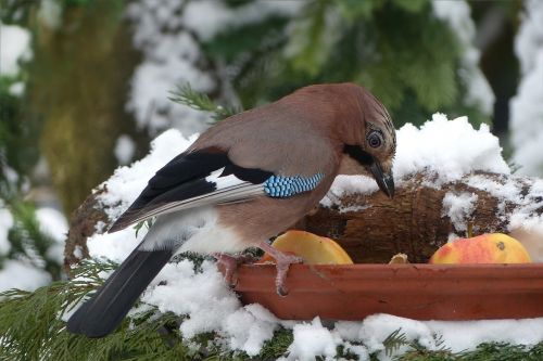 bird jay feeding