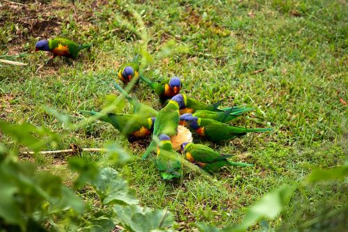 bird rainbow parrot