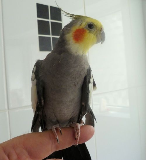 bird cockatiel beak