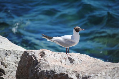 bird seagull rock