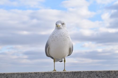 bird animal blue sky