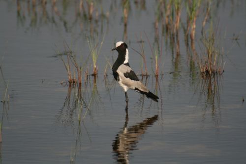 bird waterfowl plover