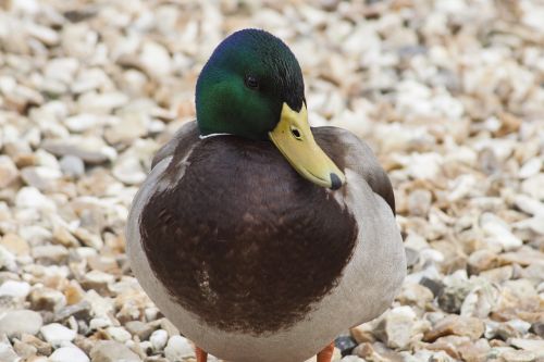 bird fauna duck