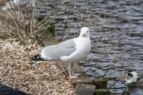 bird fauna seagull