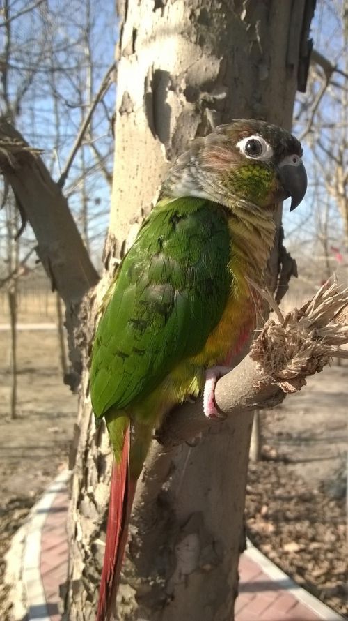 bird parrot conure