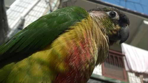 bird parrot conure