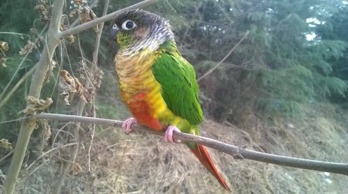bird parrot conure