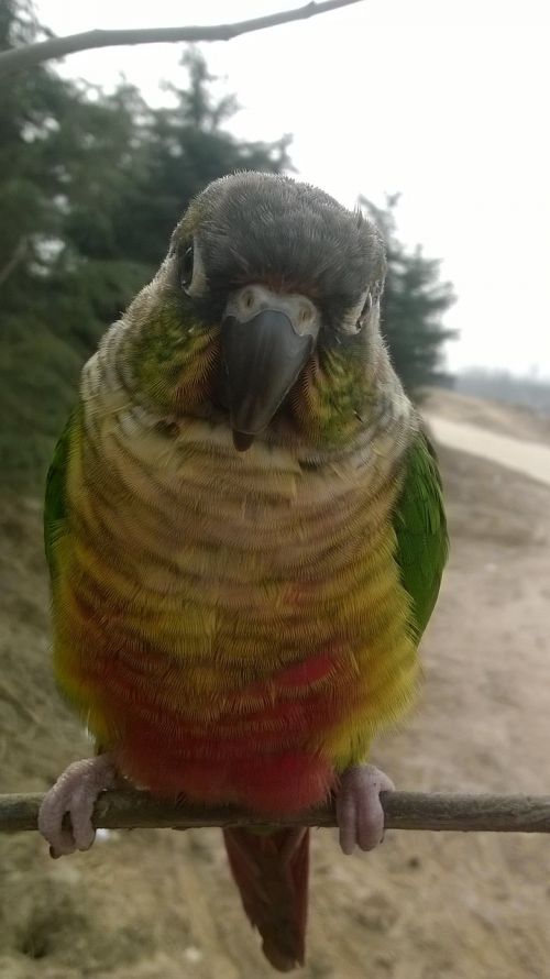 bird parrot conure