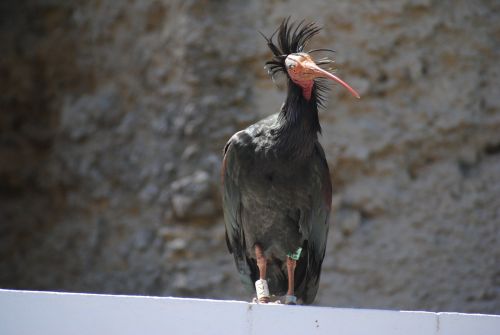 bird northern bald ibis geronticus eremita