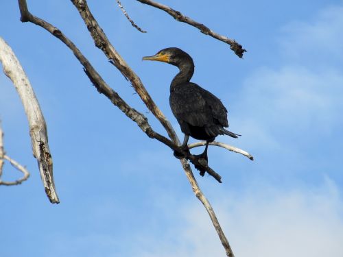 bird cormorant double-crested