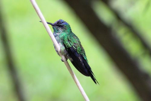 bird hummingbird small