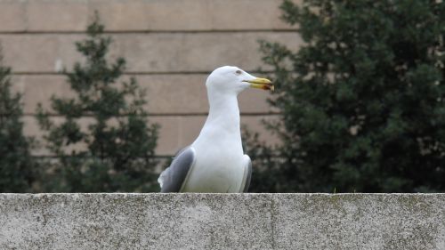 bird barcelona spain