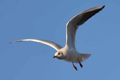 bird seagull blue sky