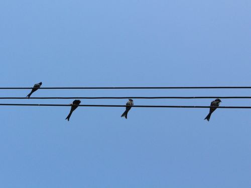 bird wiring hardness sky